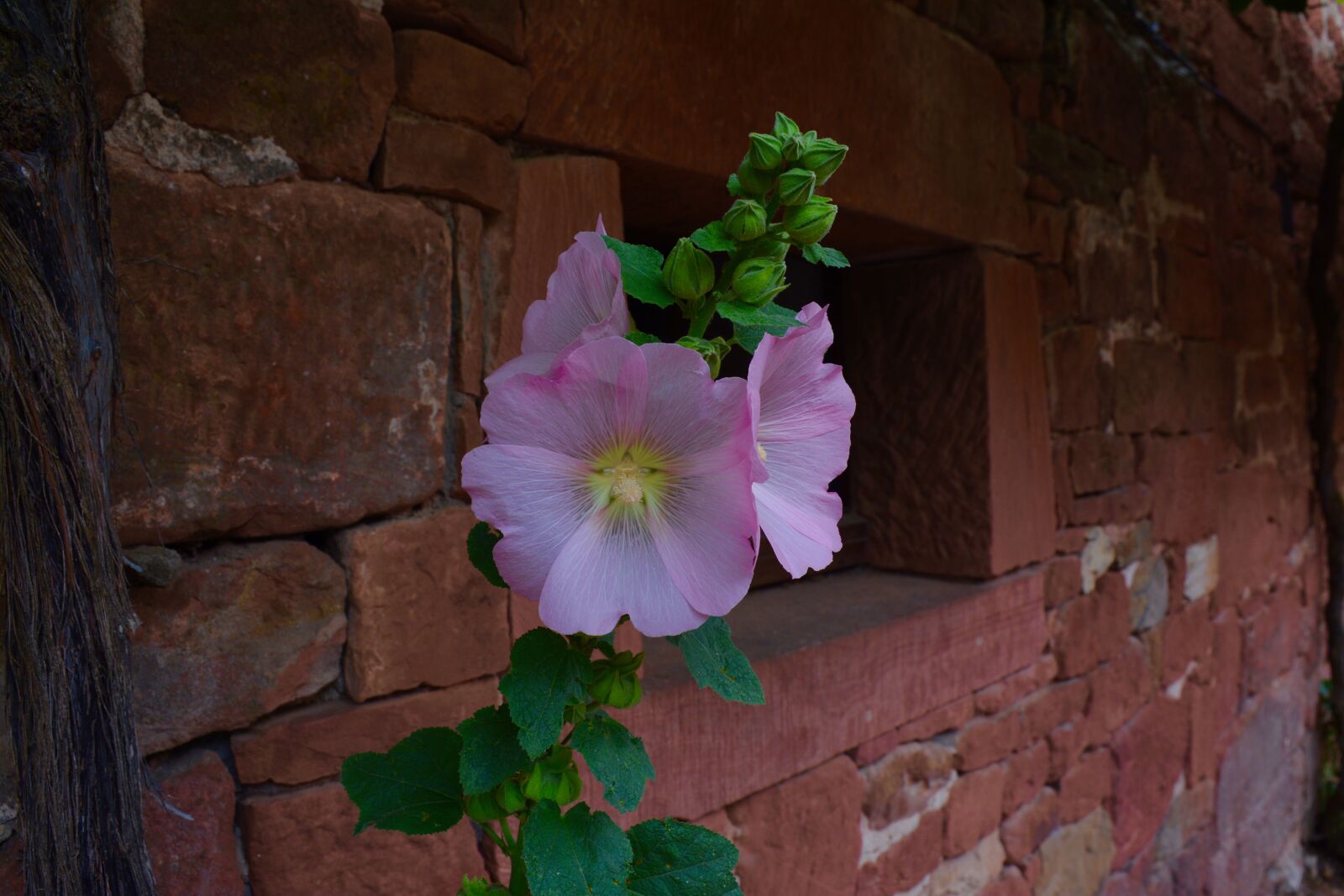 Nikon D7100 sample photo. Hollyhock, pink, flower photography