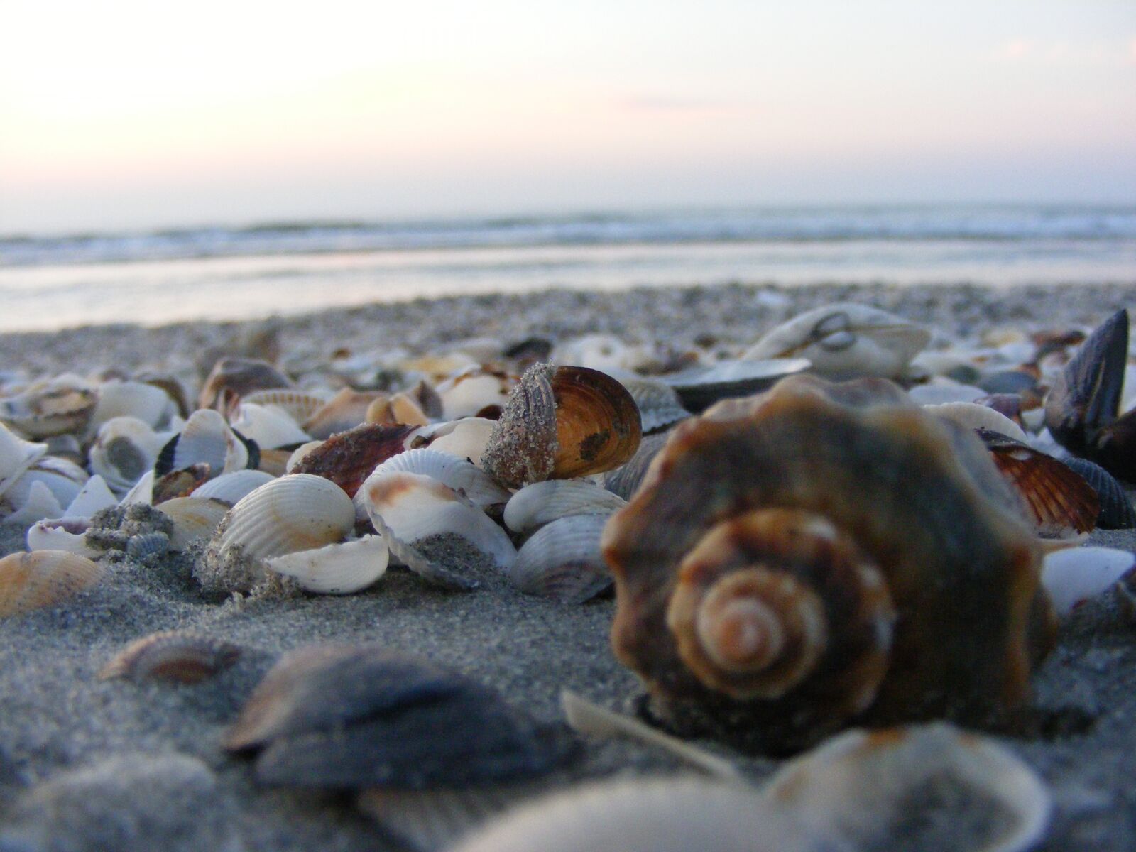 Fujifilm FinePix S5700 S700 sample photo. Great, clams, beach photography