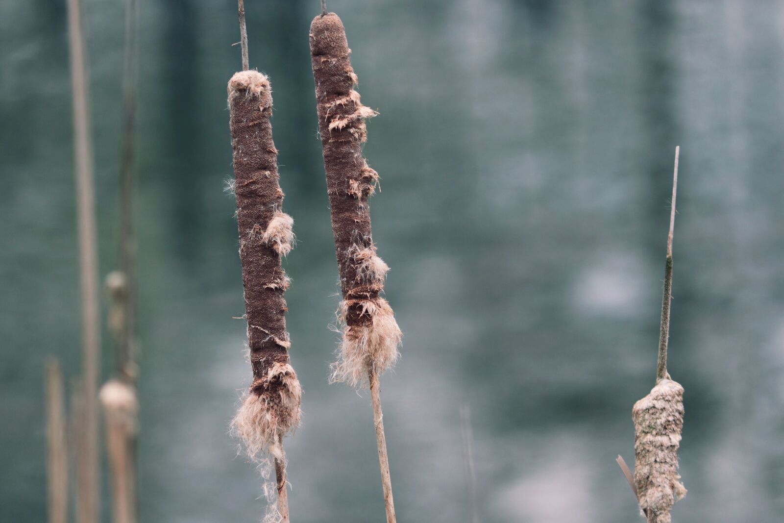 Canon EOS 200D (EOS Rebel SL2 / EOS Kiss X9) sample photo. Cattail, typha, kanonenputzer photography