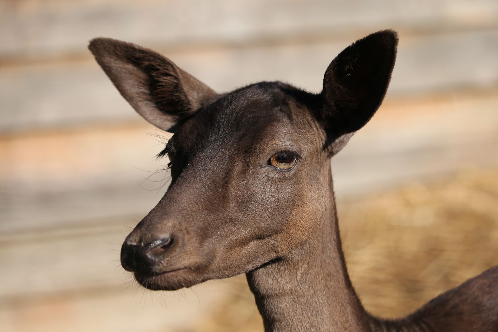 Canon EF 70-300 F4-5.6 IS II USM sample photo. Young fawn, female, animal photography