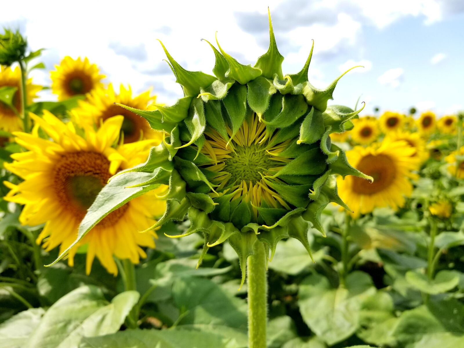 Samsung Galaxy S8+ sample photo. Sunflowers, sunflower bud, field photography