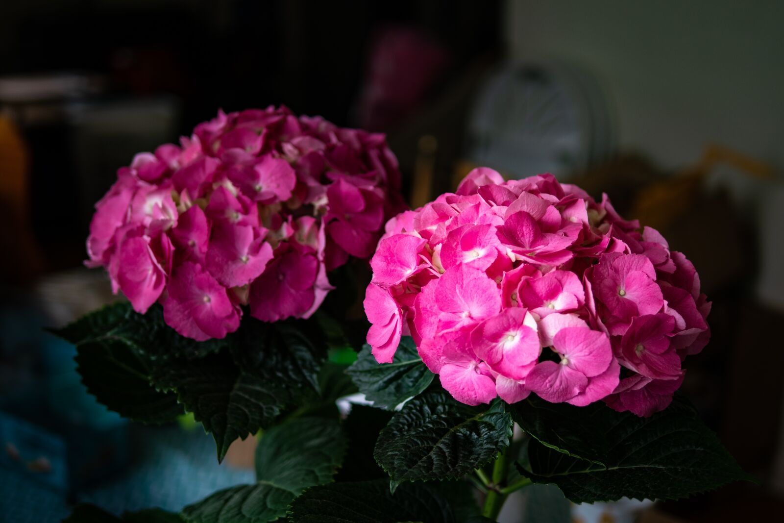 Panasonic Leica DG Summilux 25mm F1.4 II ASPH sample photo. Hydrangea, flower, spring photography