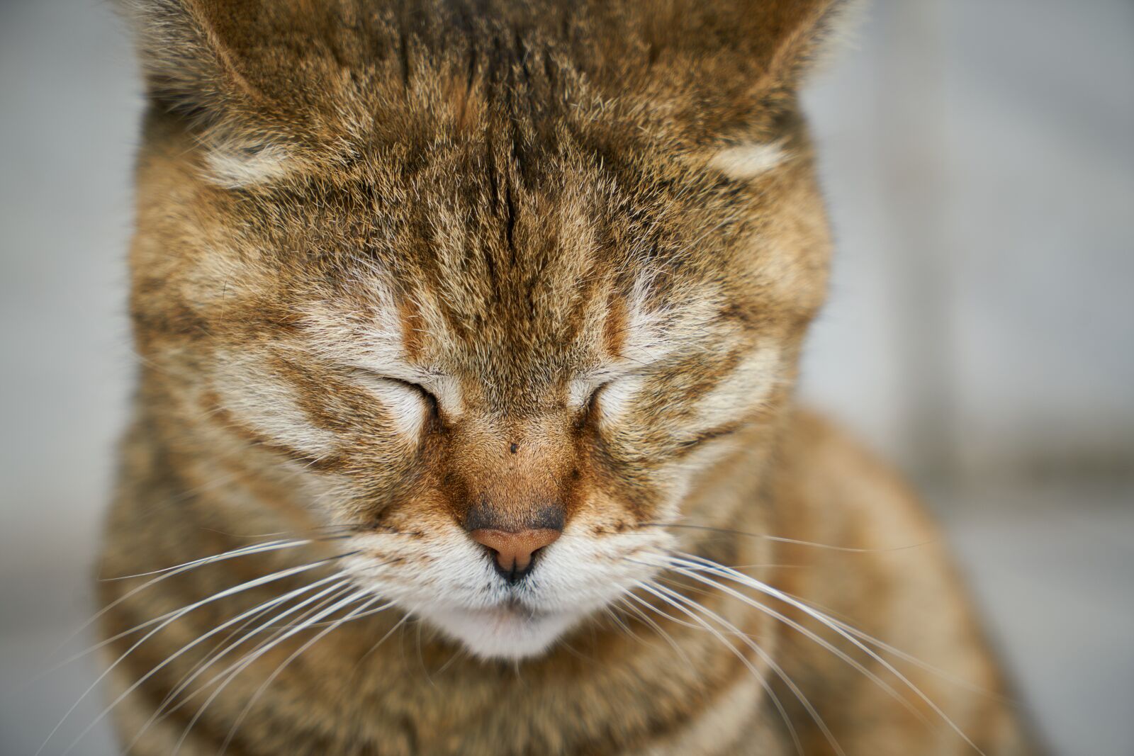 Sony a7R II sample photo. Cat, street, animal photography