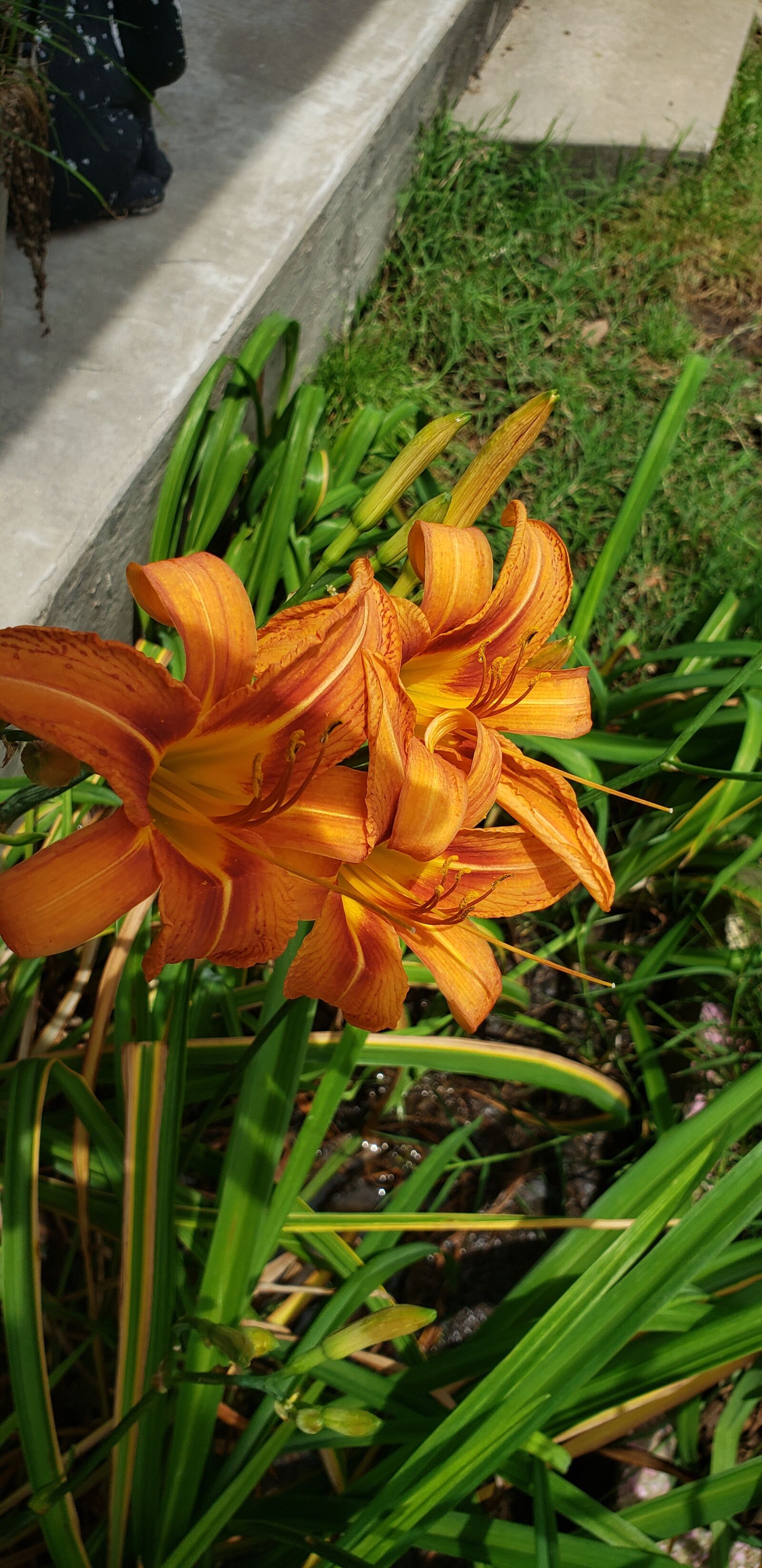 Samsung Galaxy S9 sample photo. Golden, tiger, lily photography