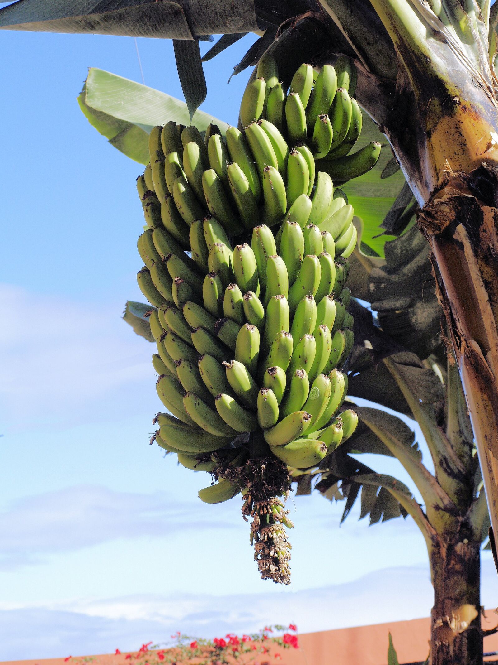 Olympus E-400 (EVOLT E-400) sample photo. Bananas, green, unripe photography