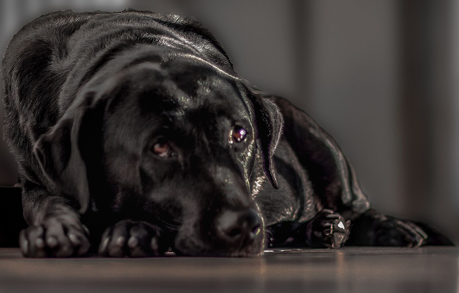 Canon EOS 70D + Canon EF 50mm F1.8 II sample photo. Labrador, black, dog photography