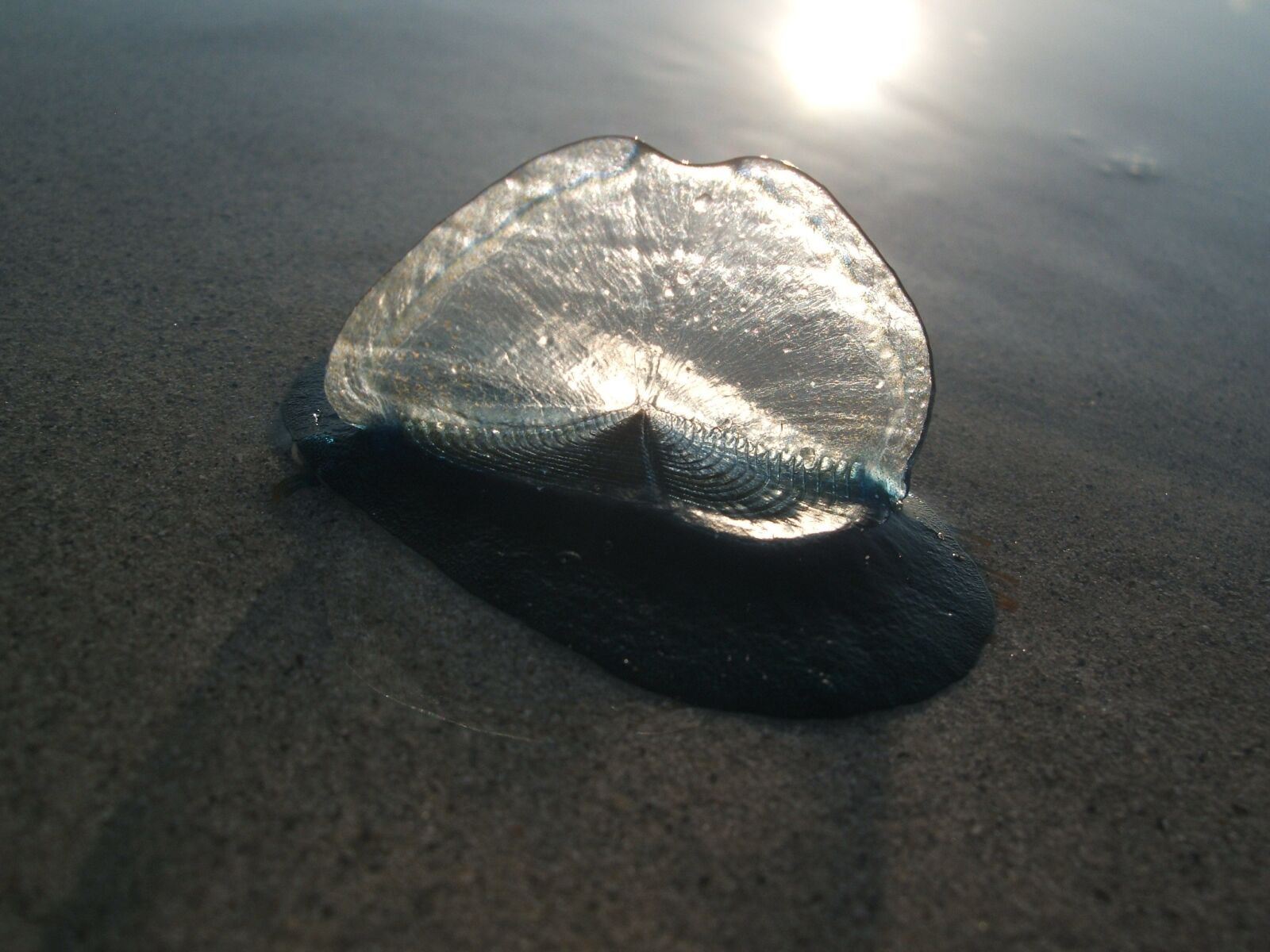 Fujifilm FinePix F455 sample photo. Jellyfish, sea, beach photography