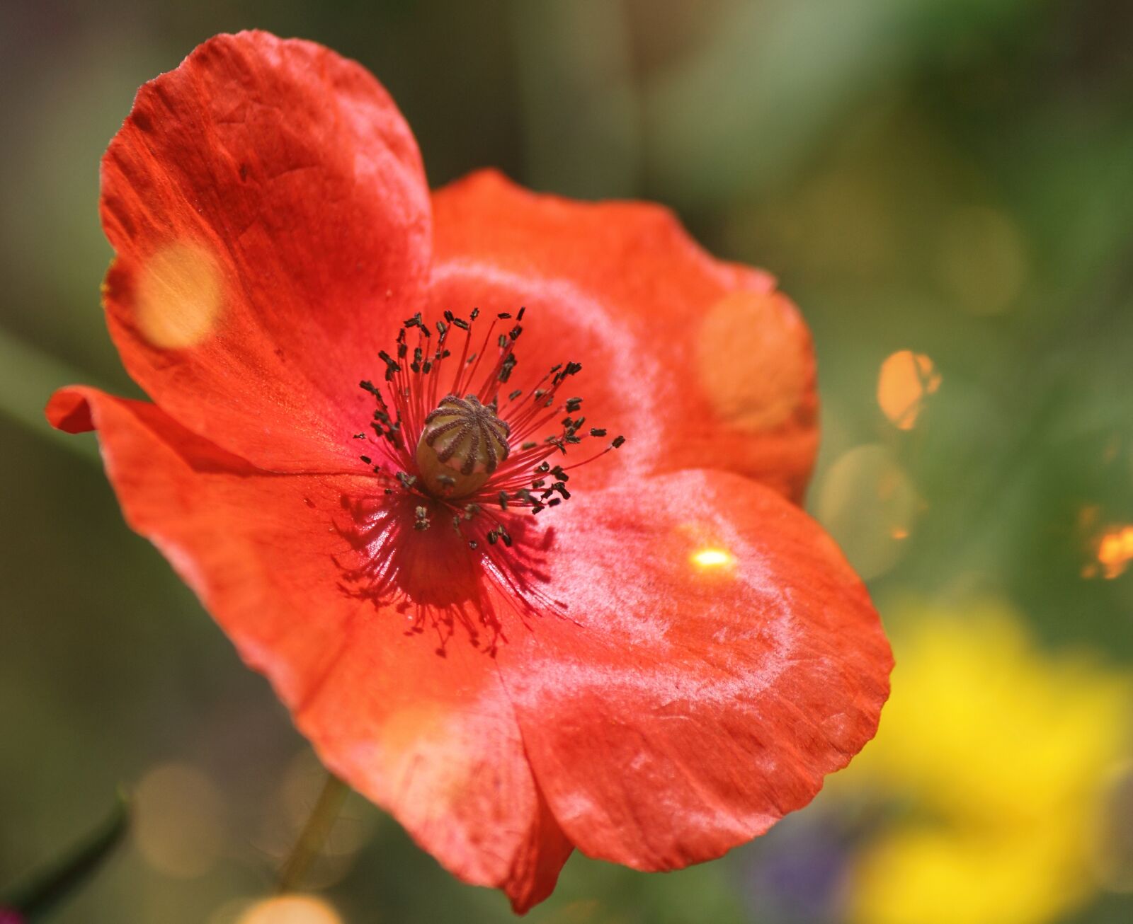 Canon EOS 500D (EOS Rebel T1i / EOS Kiss X3) sample photo. Poppy, macro, red photography