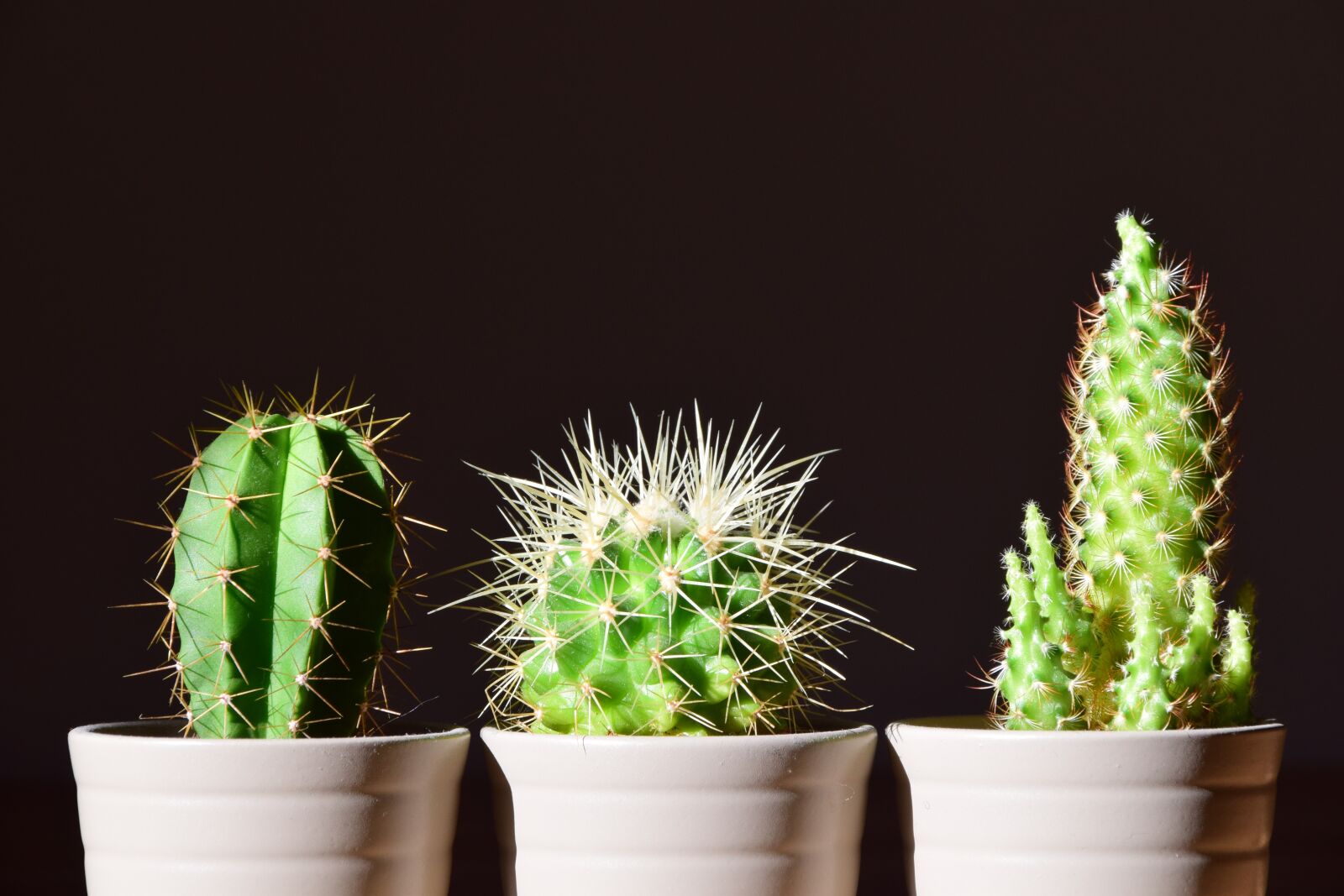 Nikon D3300 sample photo. Cactus, flowerpot, plant photography