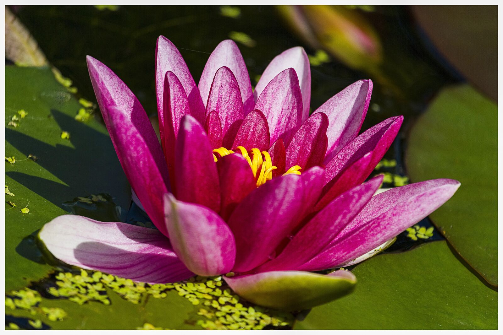 Canon EOS 7D + Canon EF-S 55-250mm F4-5.6 IS STM sample photo. Flower, nature, water lily photography