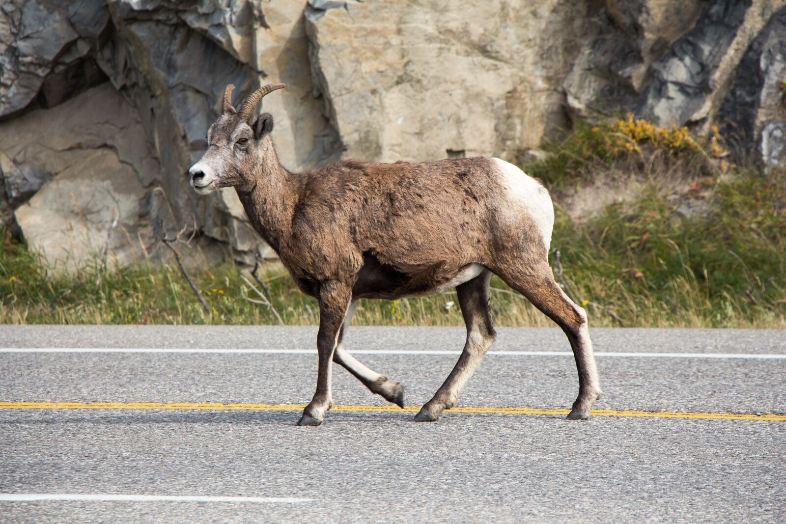 Canon EOS 650D (EOS Rebel T4i / EOS Kiss X6i) sample photo. Mountain goat, jasper, alberta photography