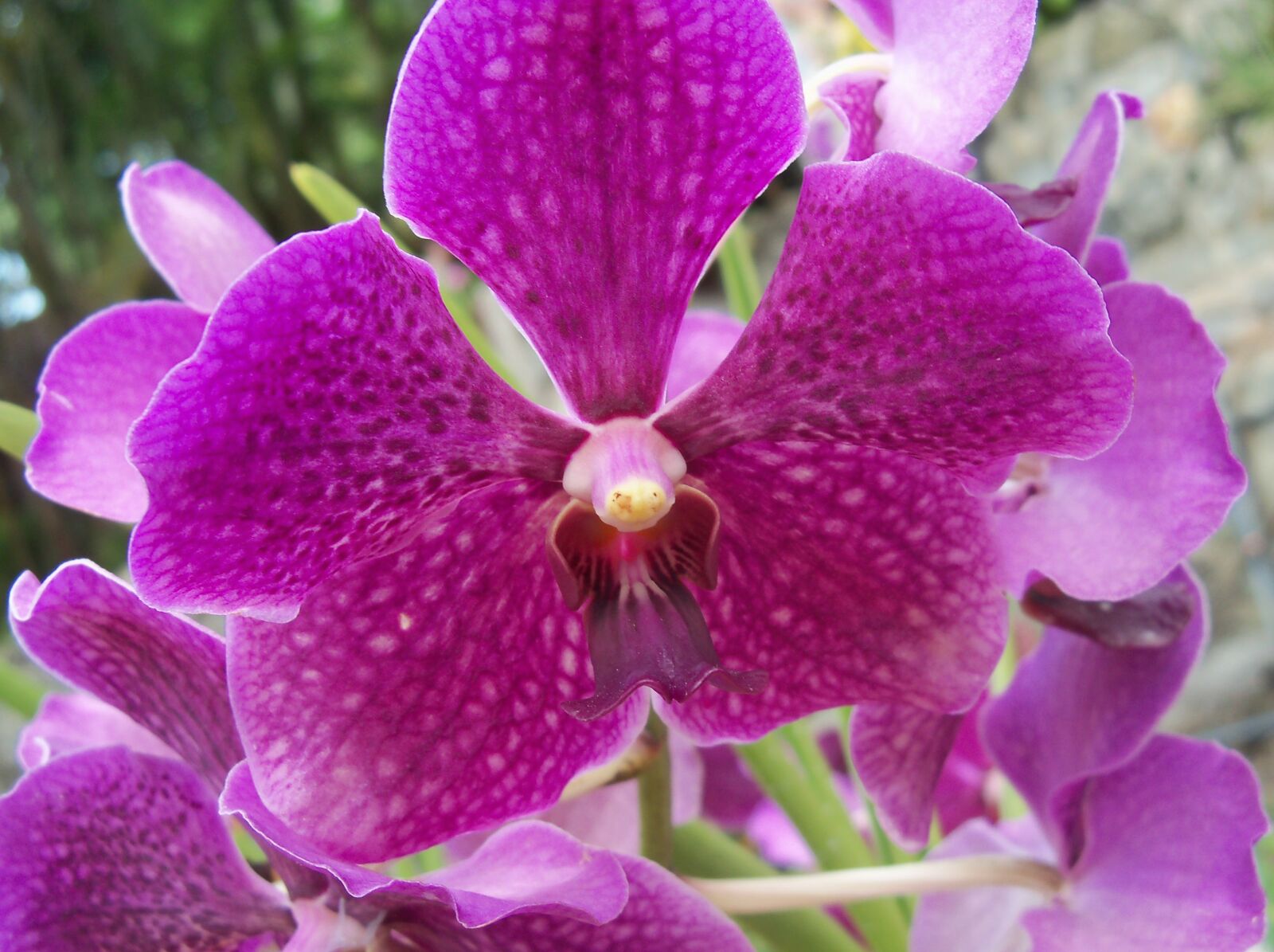 Kodak EasyShare Z915 sample photo. Flowers, purple, flowers, real photography
