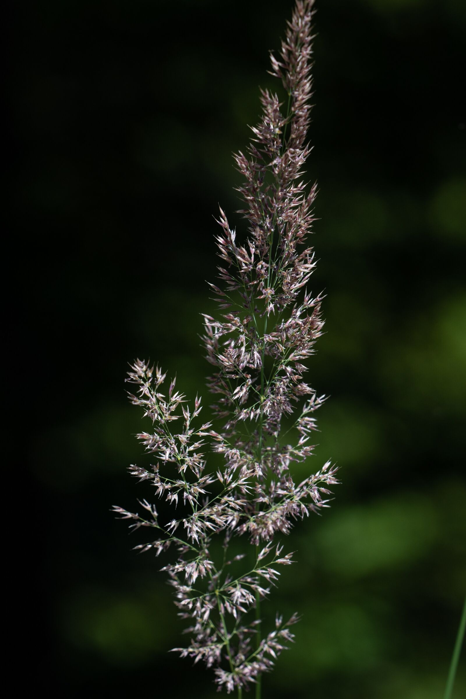 Nikon D7100 sample photo. Grass, seeds, nature photography