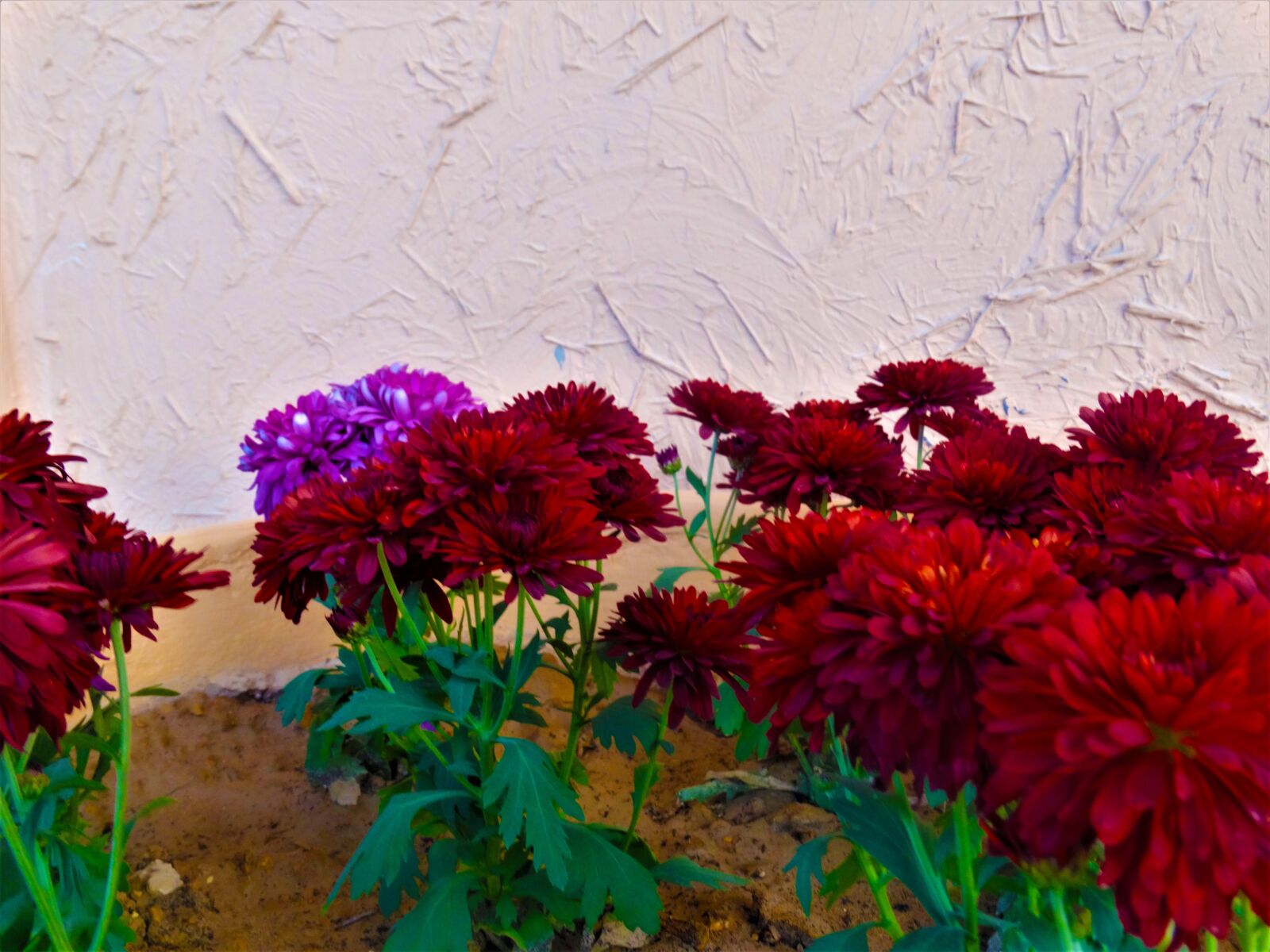 Sony Cyber-shot DSC-HX300 sample photo. Flowers, nature, red photography