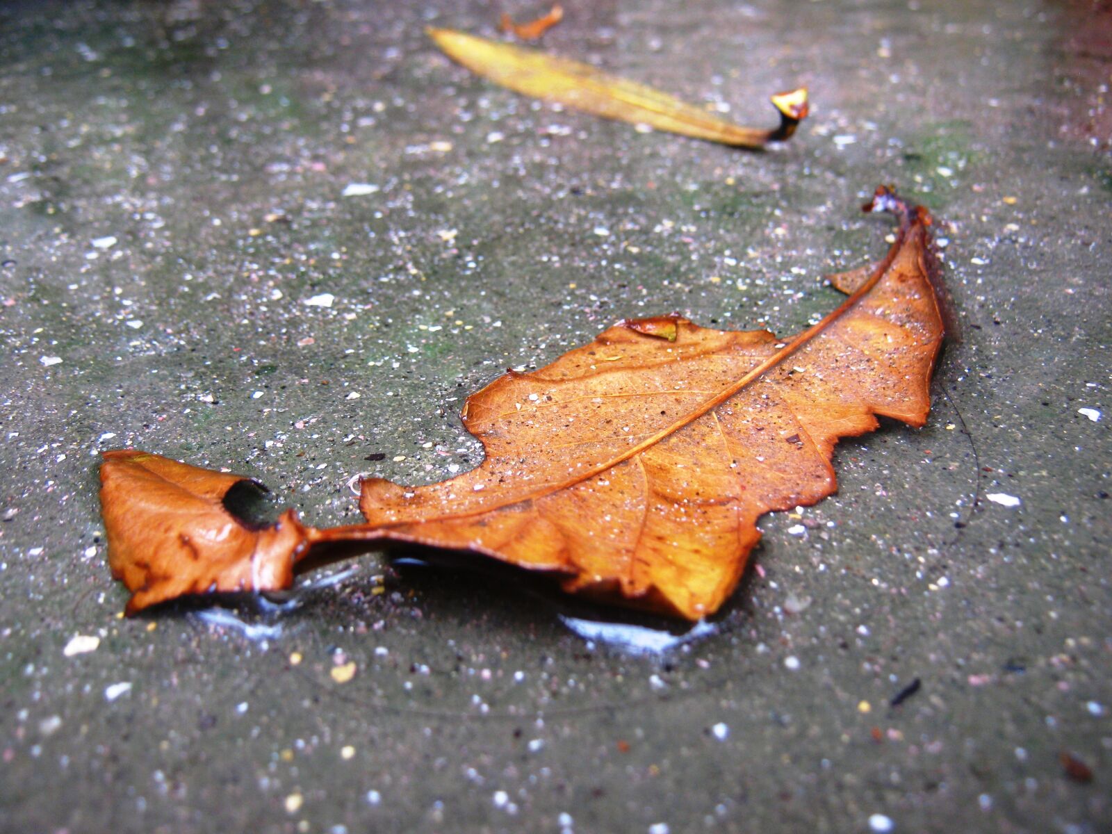Canon PowerShot A490 sample photo. Leaves, raindrops photography