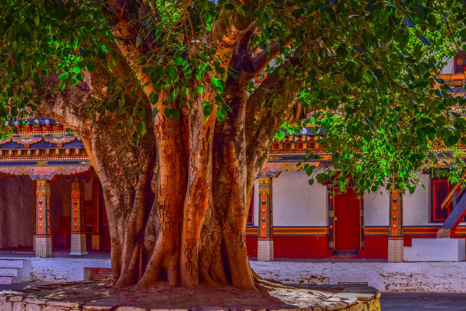 Nikon D5300 sample photo. Tree, banyan tree, bark photography