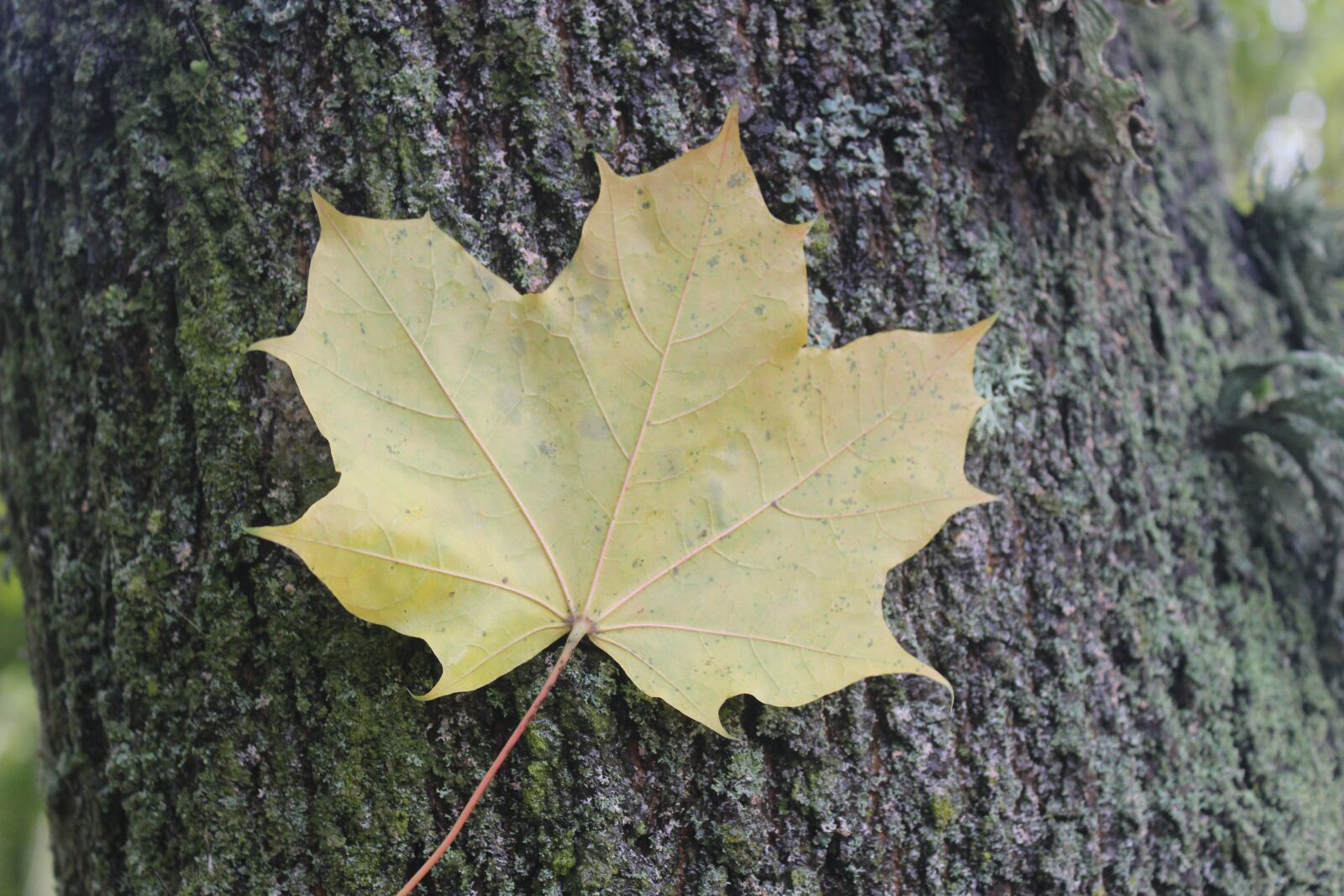 Canon EOS 600D (Rebel EOS T3i / EOS Kiss X5) sample photo. Leave, nature, natural photography
