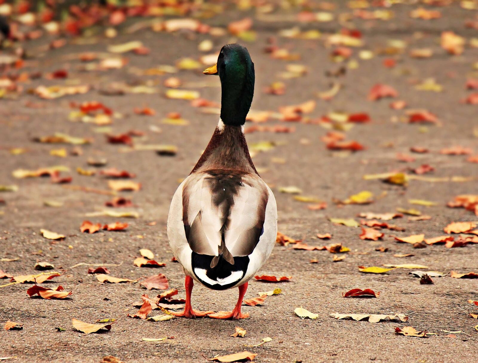 Canon EOS 550D (EOS Rebel T2i / EOS Kiss X4) sample photo. Wild duck, bird, waterfowl photography