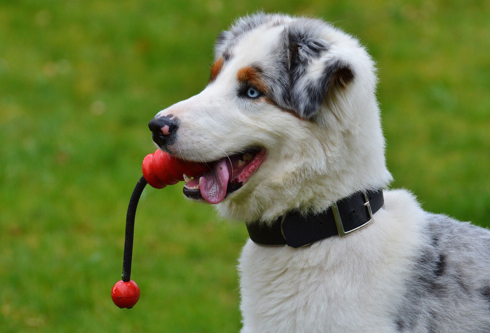 Nikon D3200 sample photo. Dog, young, play photography