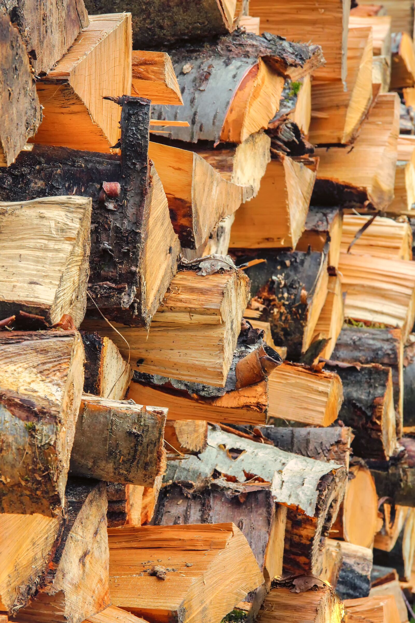 Canon EOS 550D (EOS Rebel T2i / EOS Kiss X4) sample photo. Wood, log, lumber photography