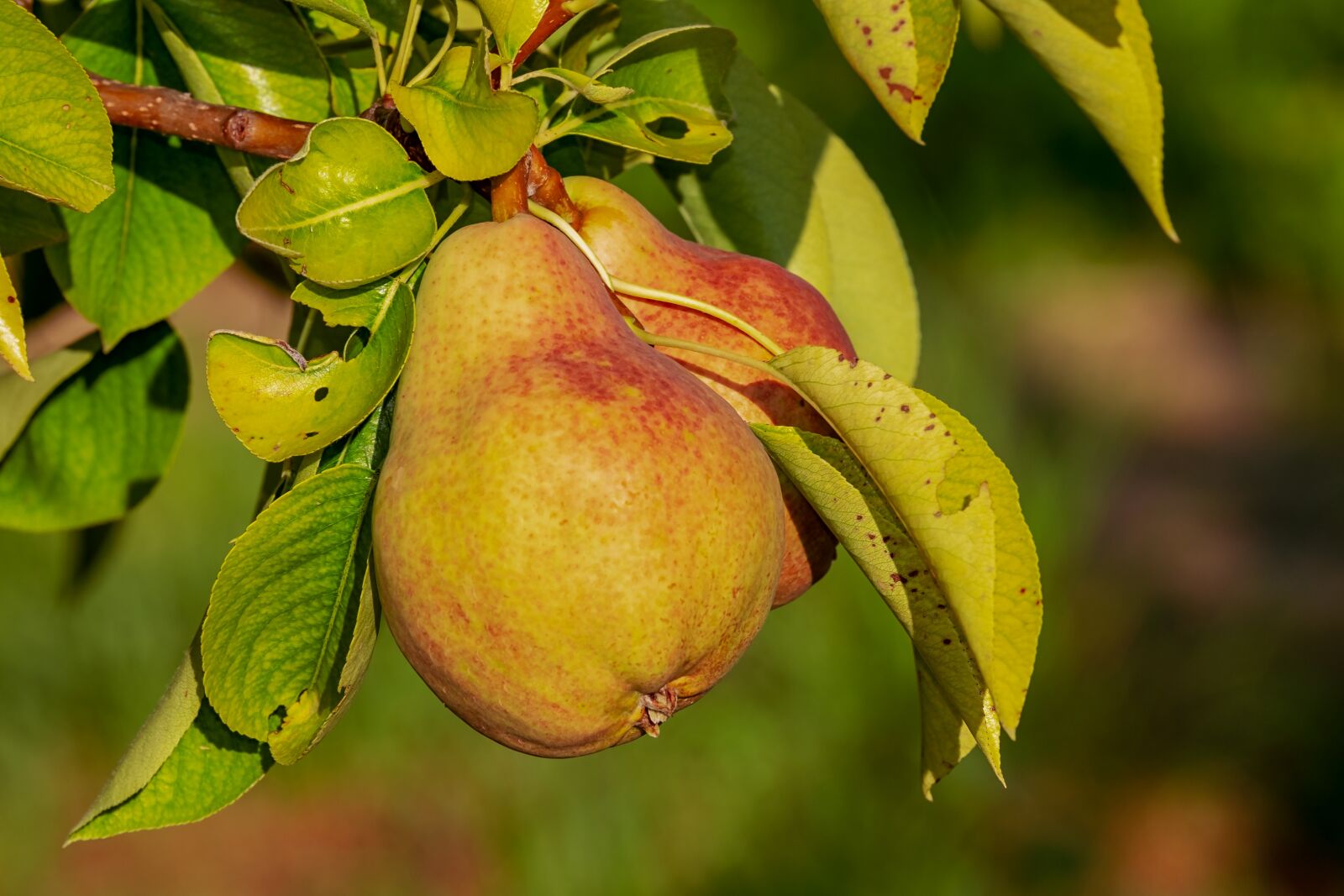 Fujifilm XF 55-200mm F3.5-4.8 R LM OIS sample photo. Pear, immature, fruit photography