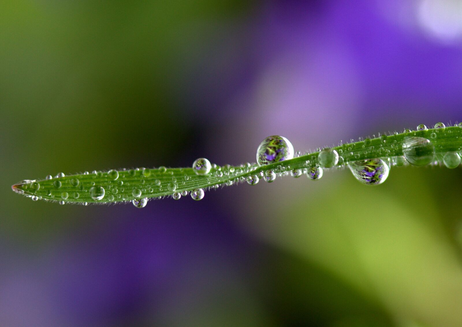 Canon EOS 700D (EOS Rebel T5i / EOS Kiss X7i) sample photo. Grass, drops, rain photography