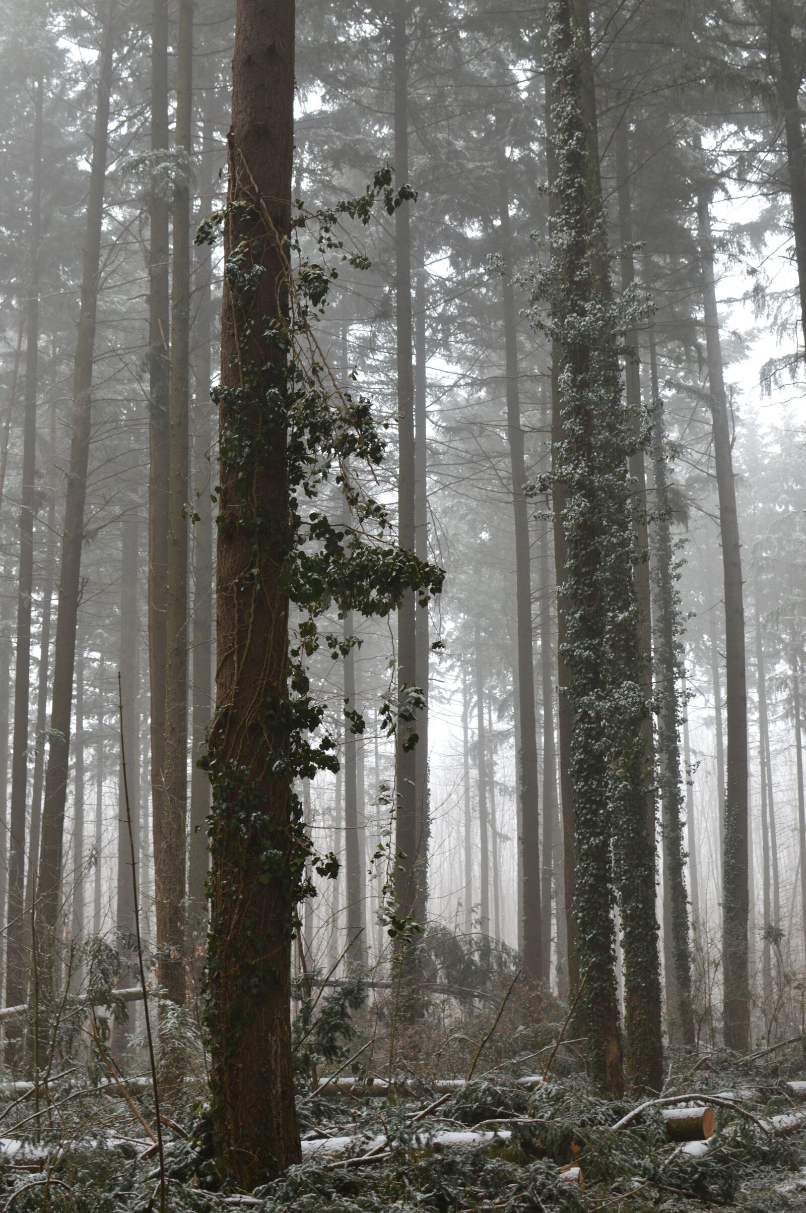 Nikon D3200 sample photo. Forest, winter, fog photography