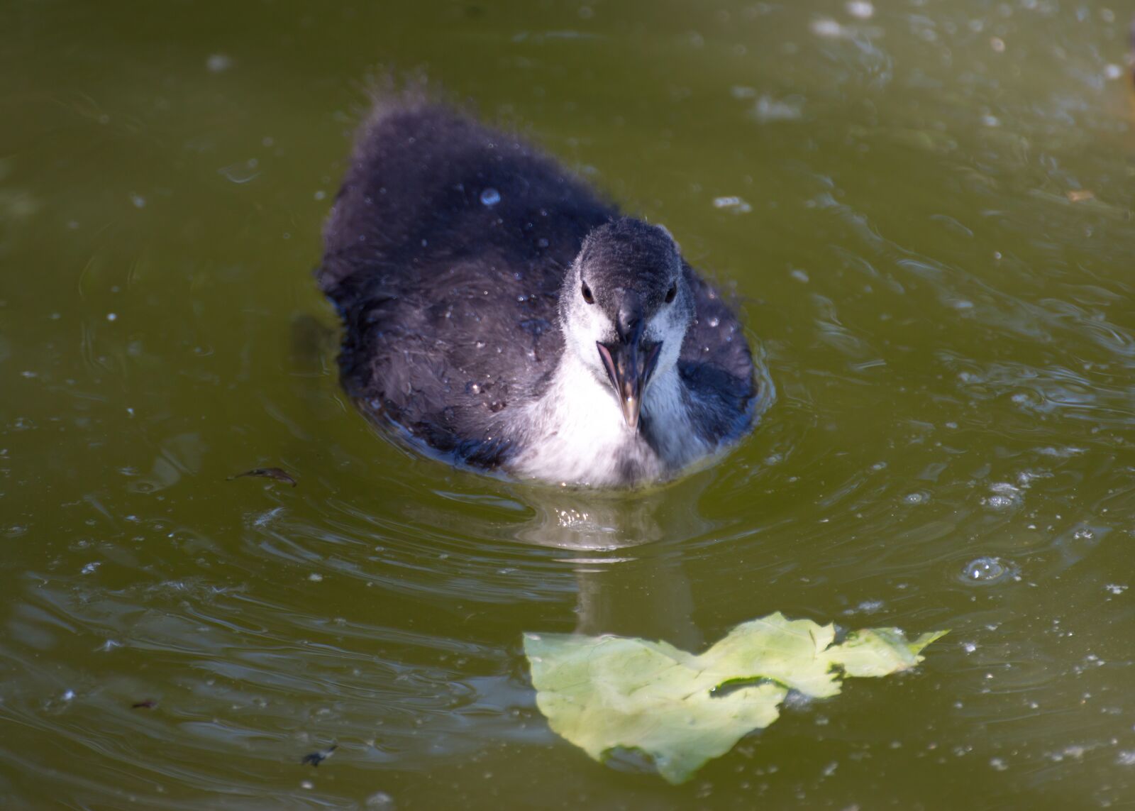 Nikon D5300 sample photo. Bird, coot, chick photography