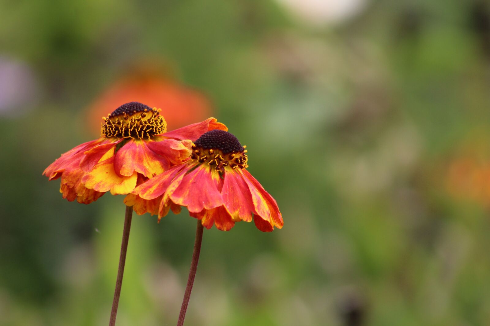 Canon EF 75-300mm f/4-5.6 sample photo. Flower, bloom, garden photography