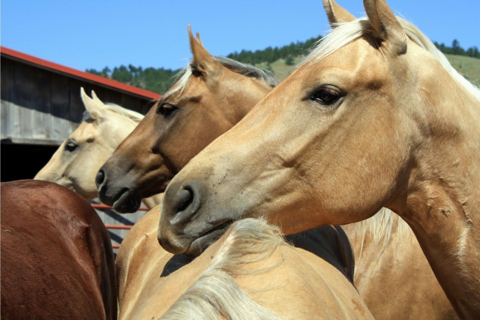 Canon EOS 1000D (EOS Digital Rebel XS / EOS Kiss F) sample photo. Cavalry, mammal, animal photography