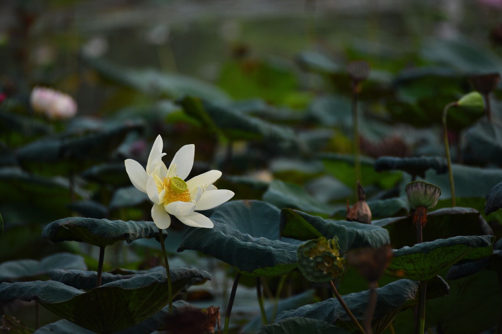 Nikon D7200 sample photo. Lotus, flower, lagoon photography