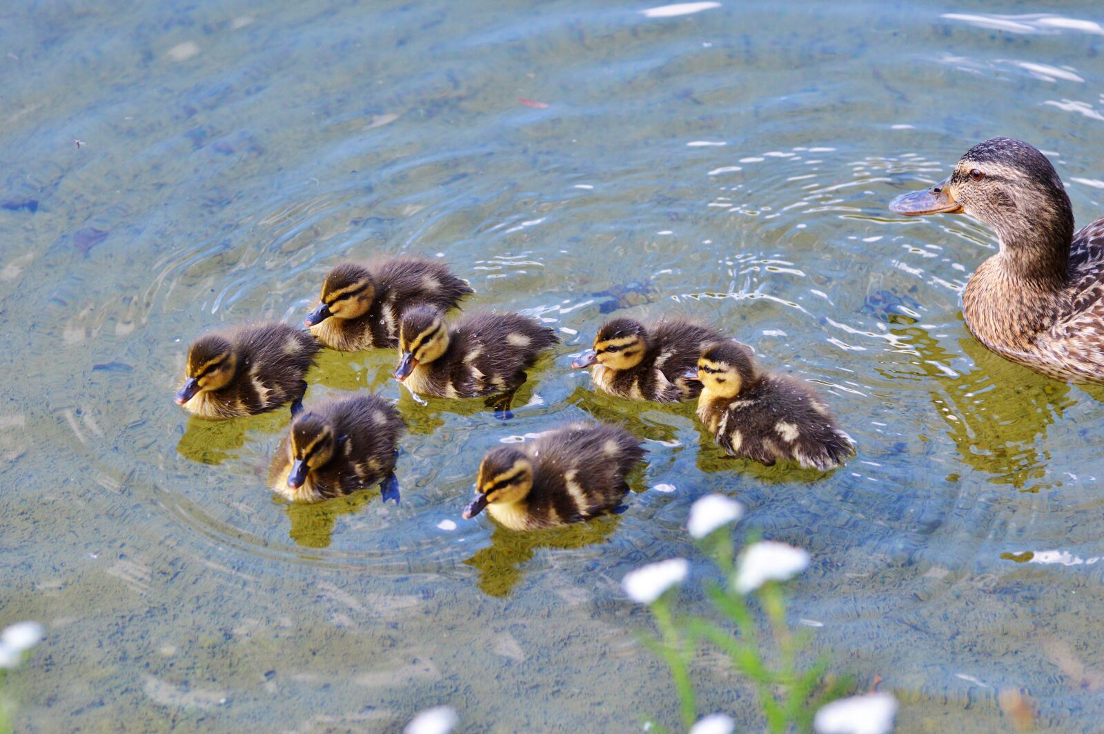 Nikon D3200 sample photo. Chicks, ducklings, duck photography
