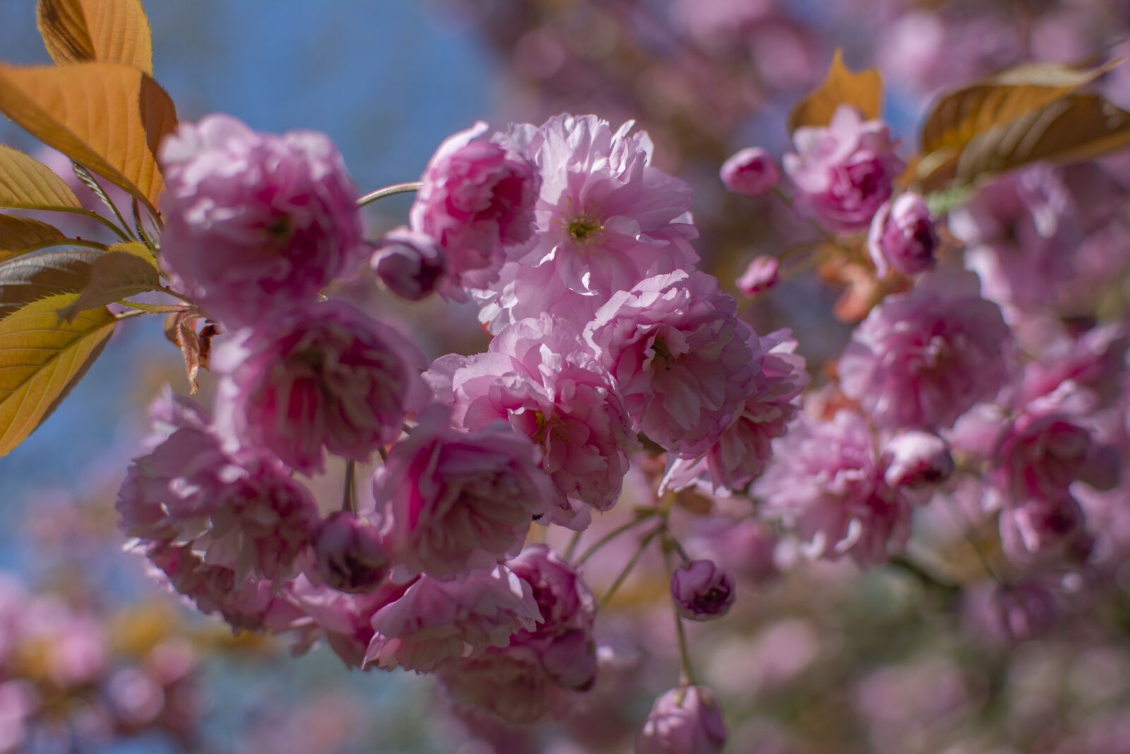 Nikon D5200 sample photo. Spring, flowers, season photography