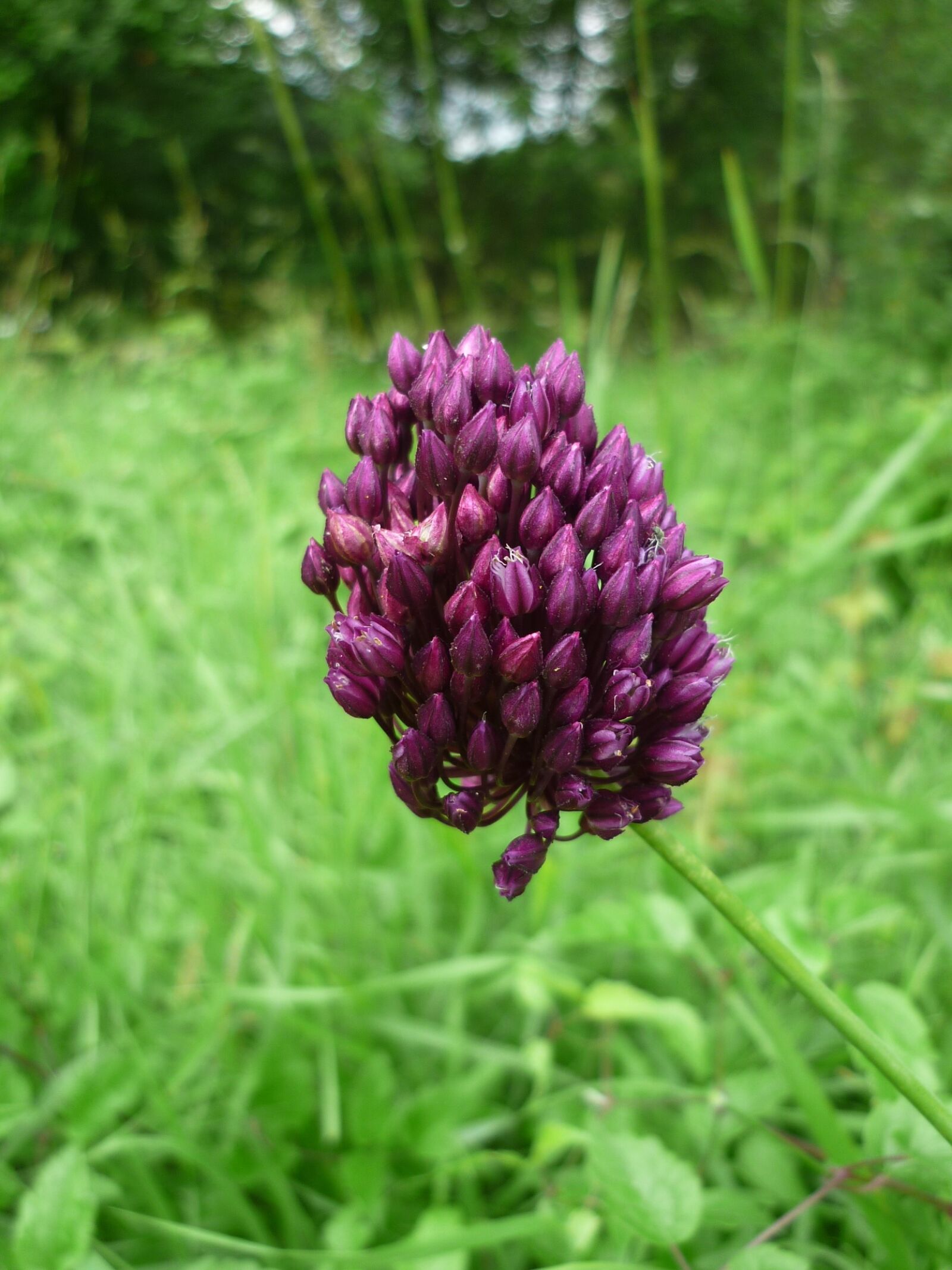 Panasonic Lumix DMC-FS6 sample photo. Leek, wild plant, meadow photography