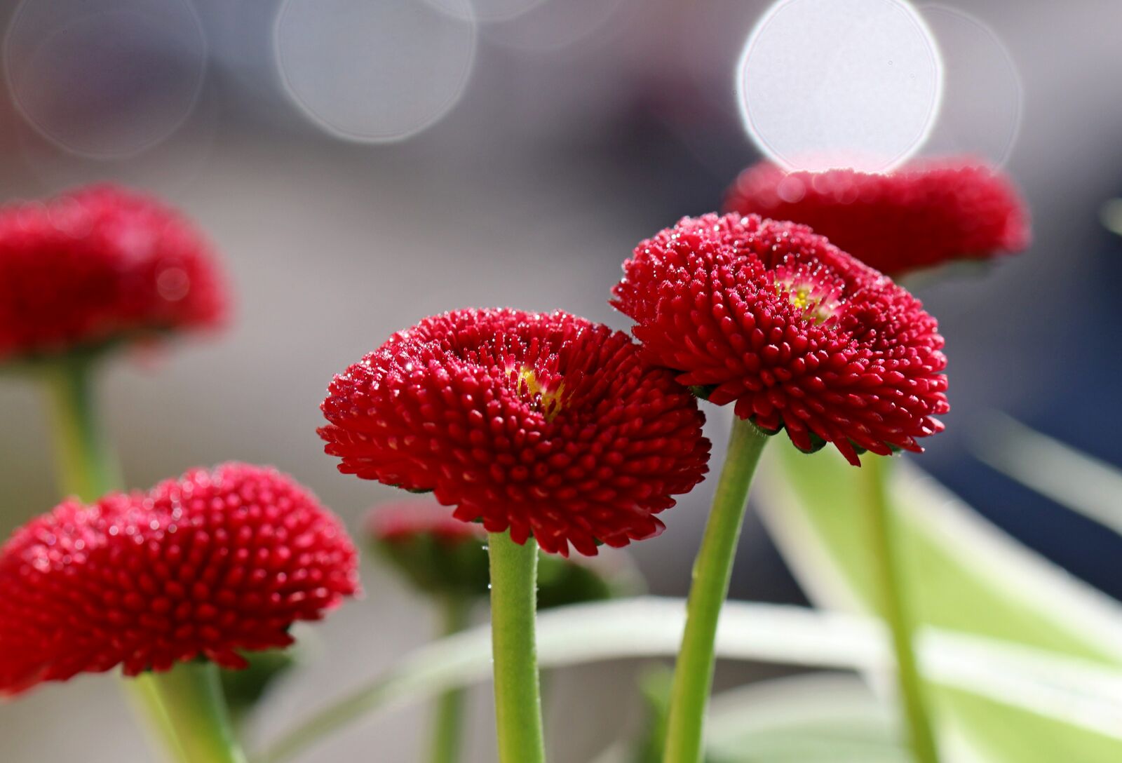 Canon EOS 80D sample photo. Flower, red, garden photography