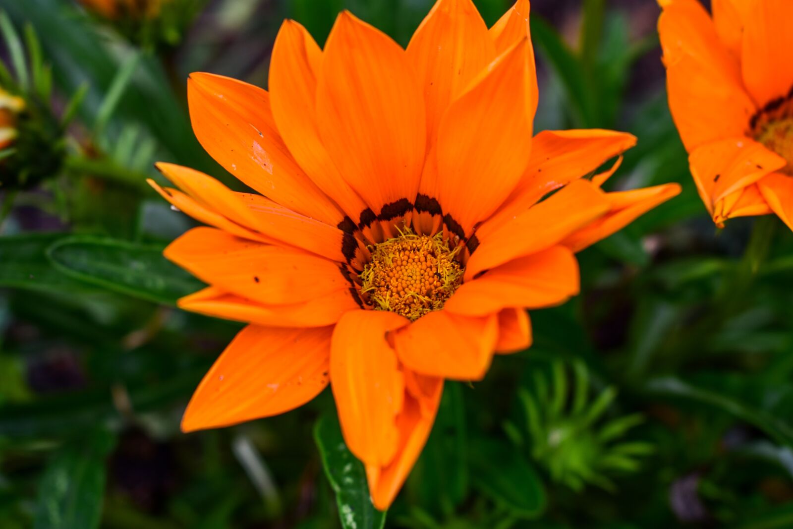 Nikon D3400 sample photo. Flower, plant, nature photography