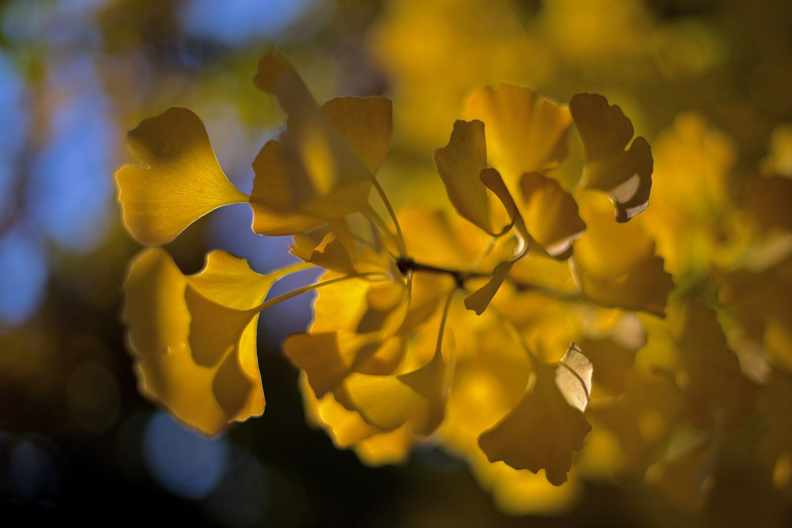 Nikon D750 sample photo. Ginkgo, biloba, leaves photography