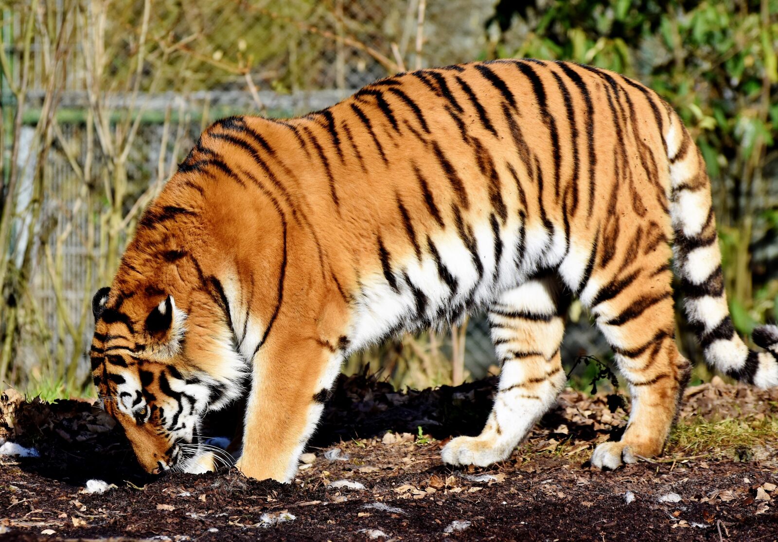 Nikon D7200 sample photo. Tiger, big cat, predator photography