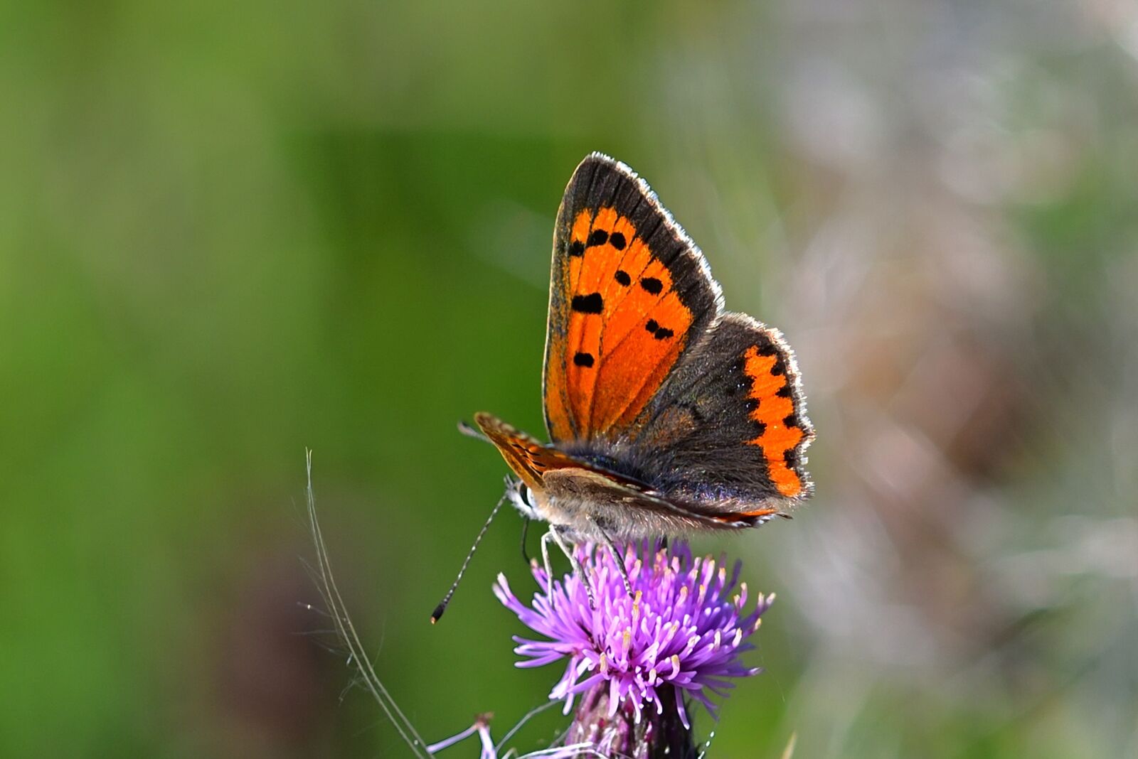 Nikon D5200 sample photo. Butterfly, fire falter, common photography