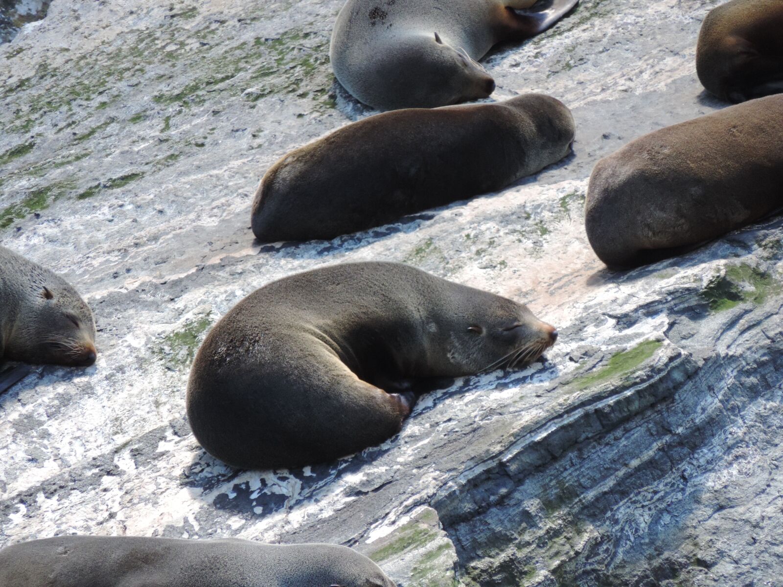 Nikon Coolpix P520 sample photo. Robbe, animal, seal photography