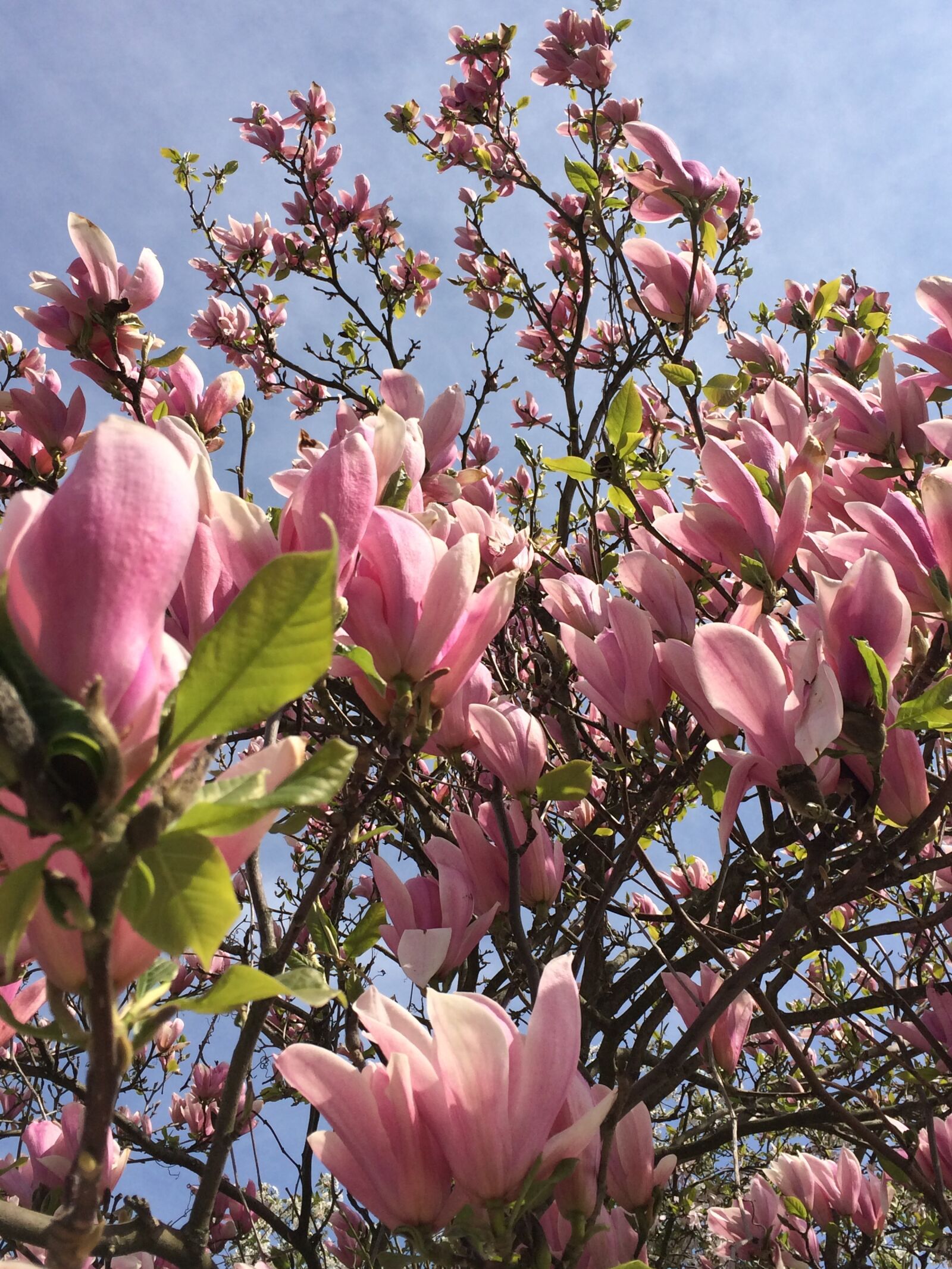 Apple iPhone 5s sample photo. Magnolia, flower, tree photography