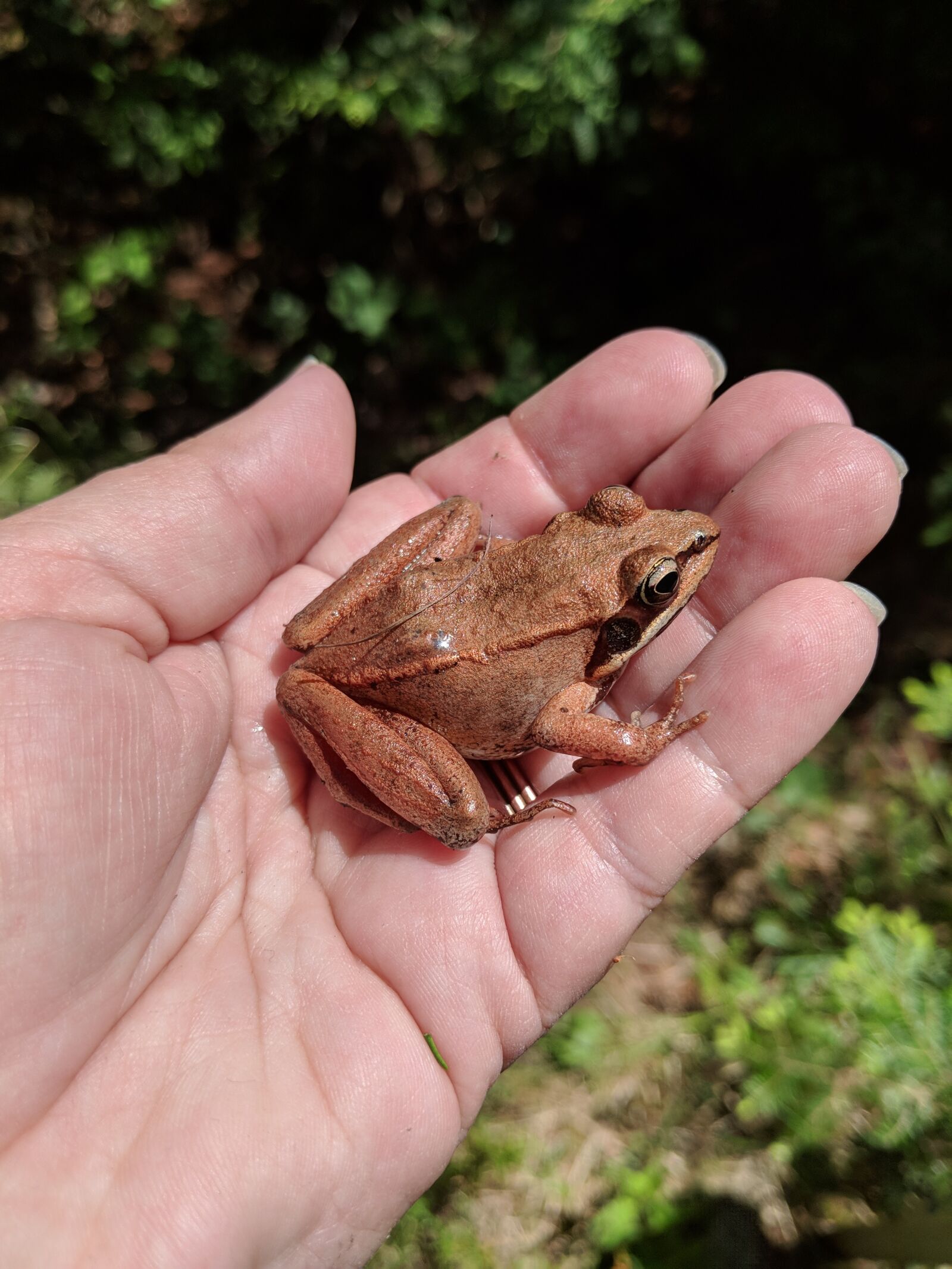 Google Pixel 2 sample photo. Frog, hand, holding photography