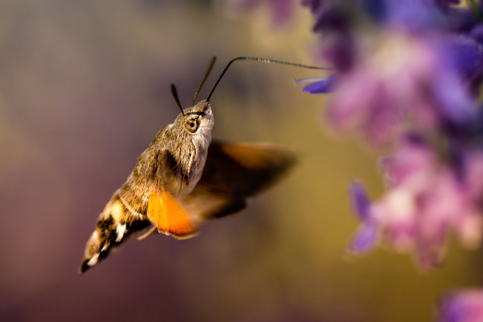 Canon EF 100mm F2.8L Macro IS USM sample photo. Nature, insect, outdoor photography