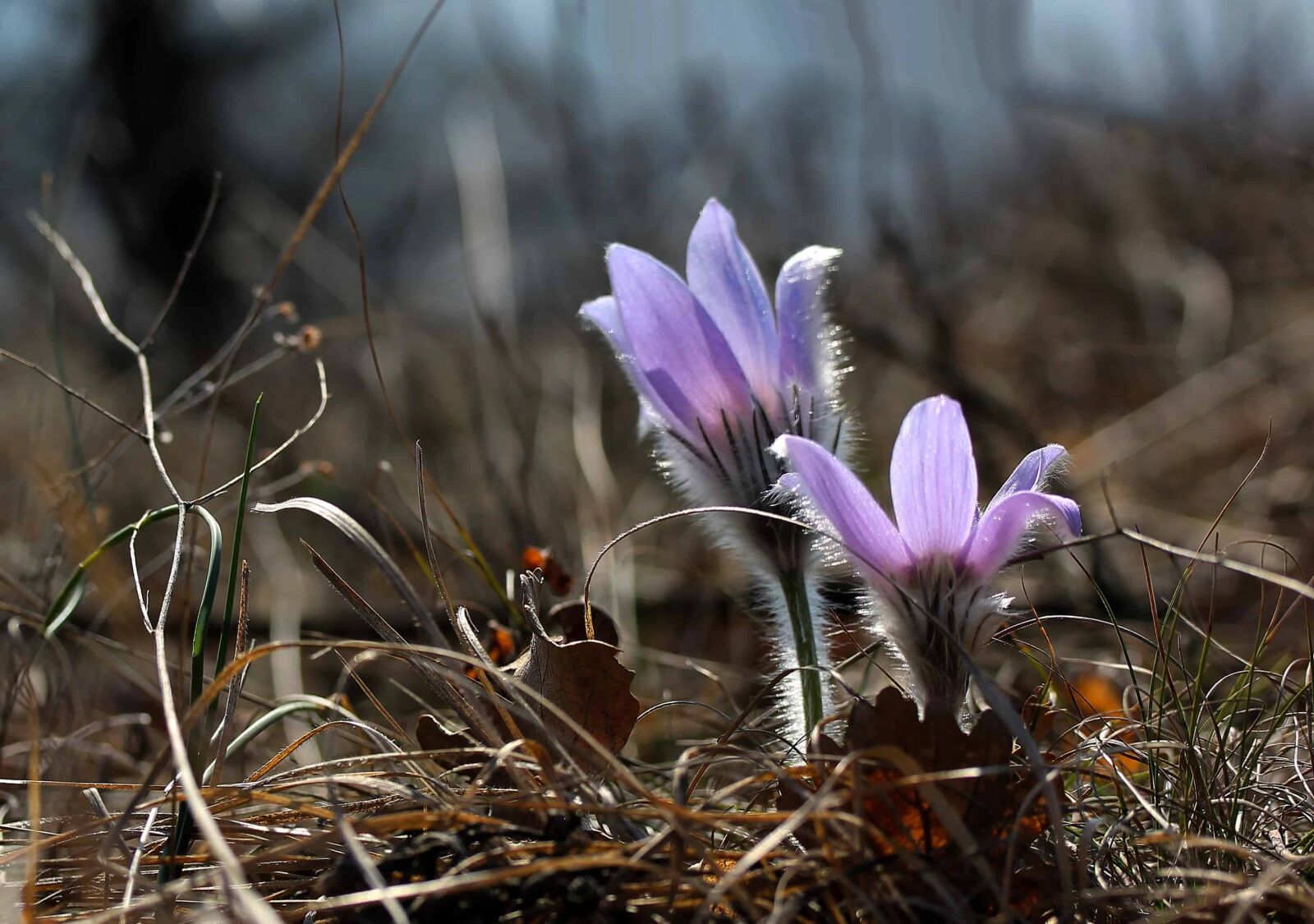 Canon EOS 1100D (EOS Rebel T3 / EOS Kiss X50) sample photo. Crocus, wildflower, garden, nature photography