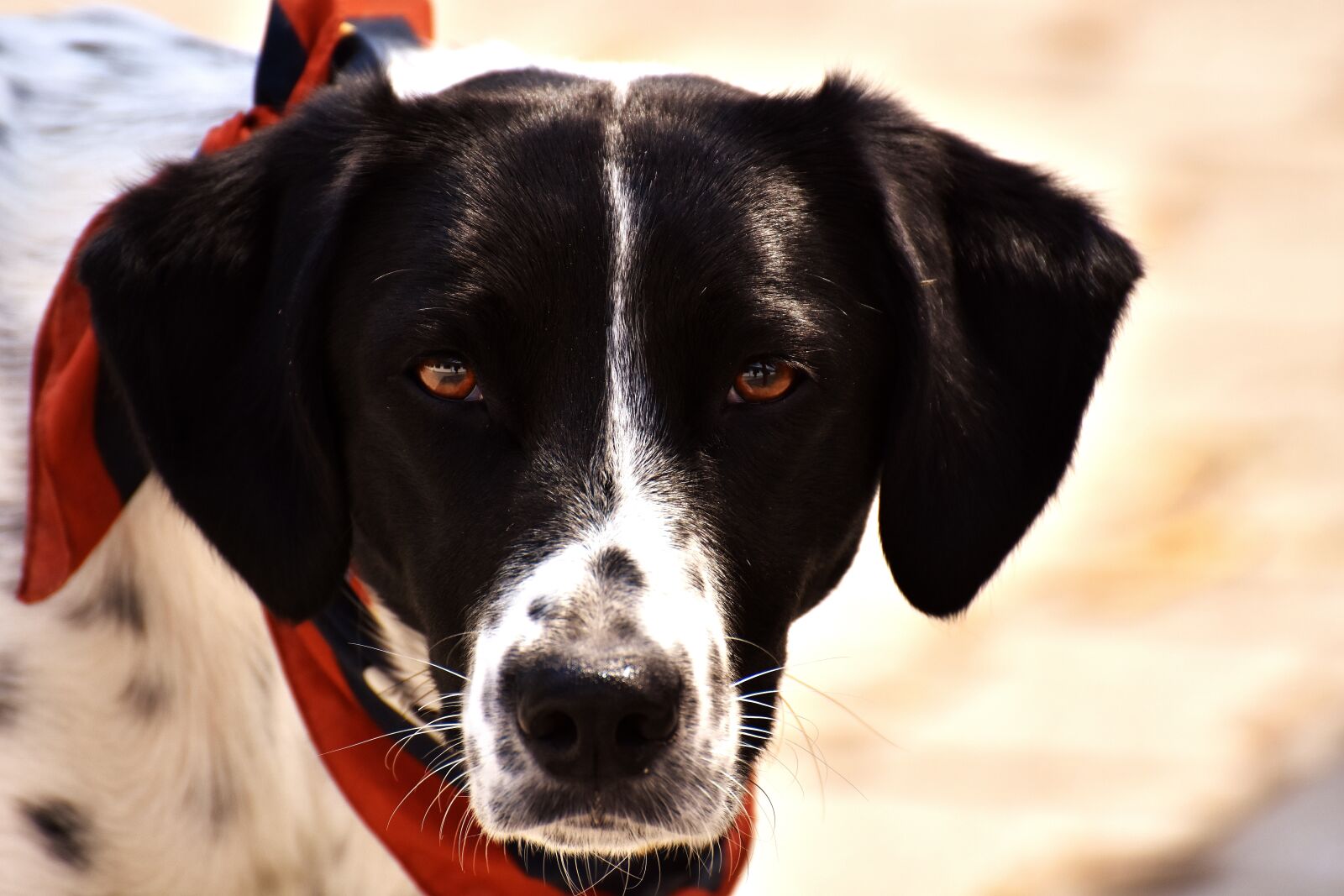 Nikon D7200 sample photo. Dog, animal, view photography
