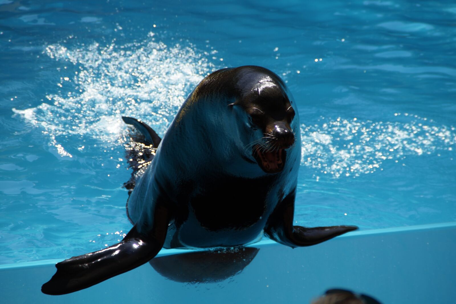 Sony SLT-A58 sample photo. Zoo, sea lion, males photography