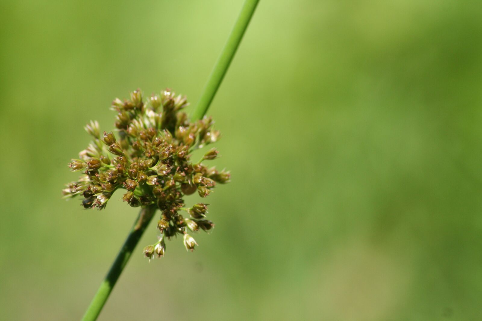 Canon EOS 350D (EOS Digital Rebel XT / EOS Kiss Digital N) sample photo. Grass, rush, landscape photography