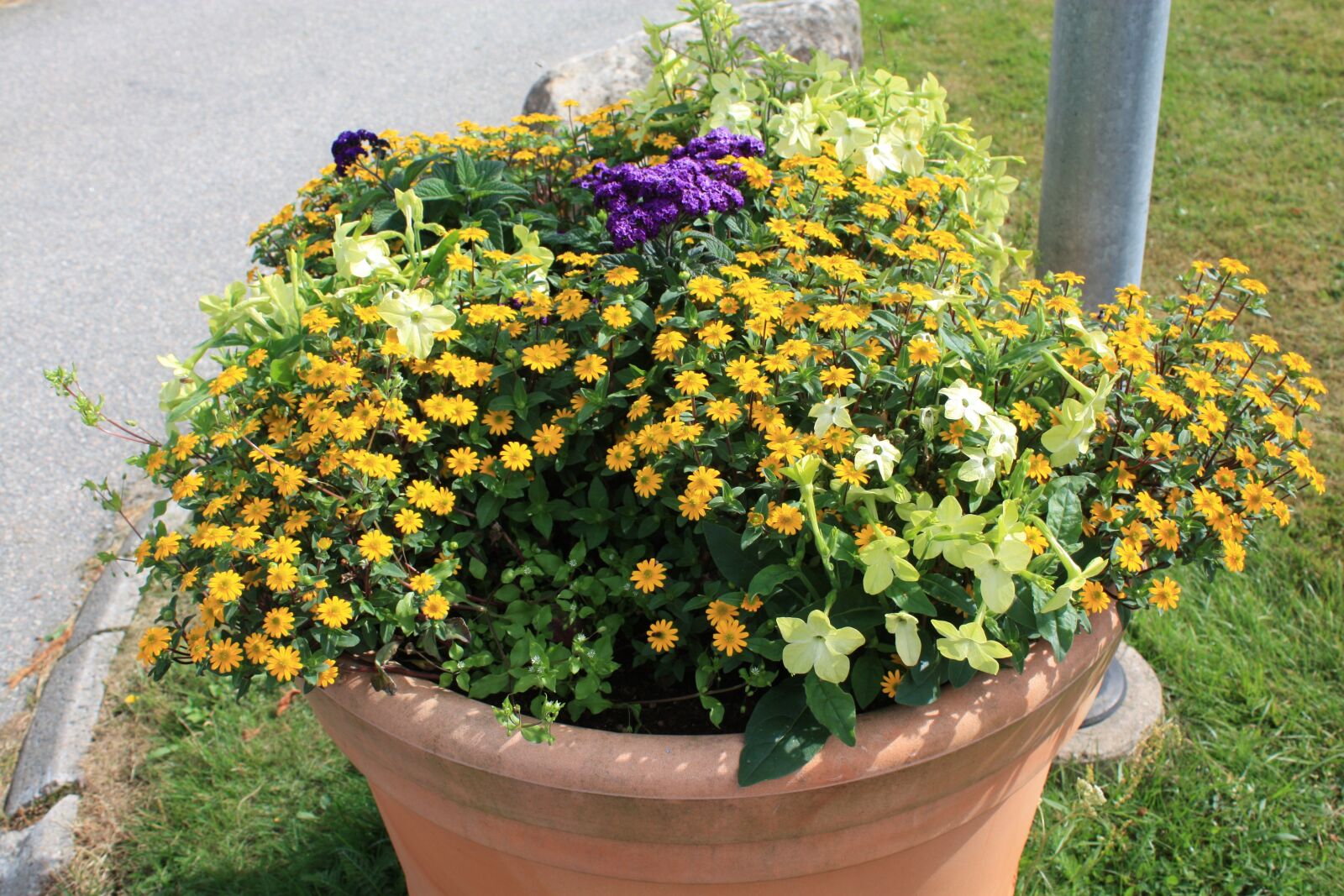 Canon EOS 450D (EOS Rebel XSi / EOS Kiss X2) sample photo. Flowers, pot, flowering photography