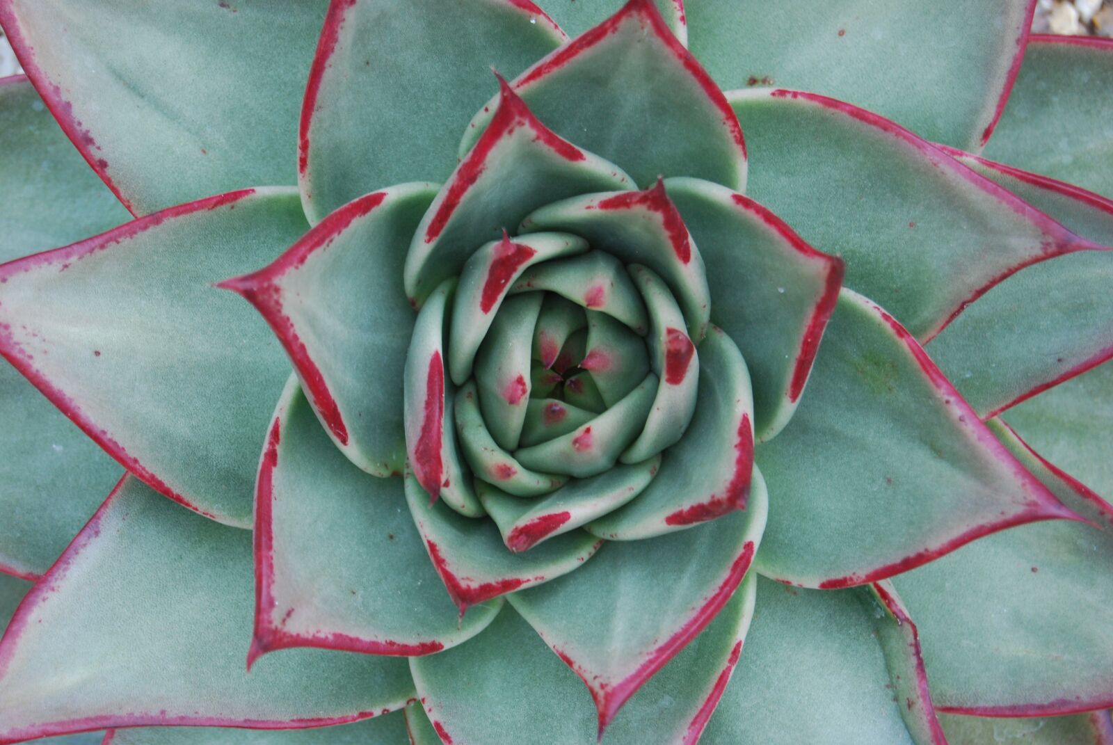 Nikon D40X sample photo. Leaves, spiral, golden ratio photography