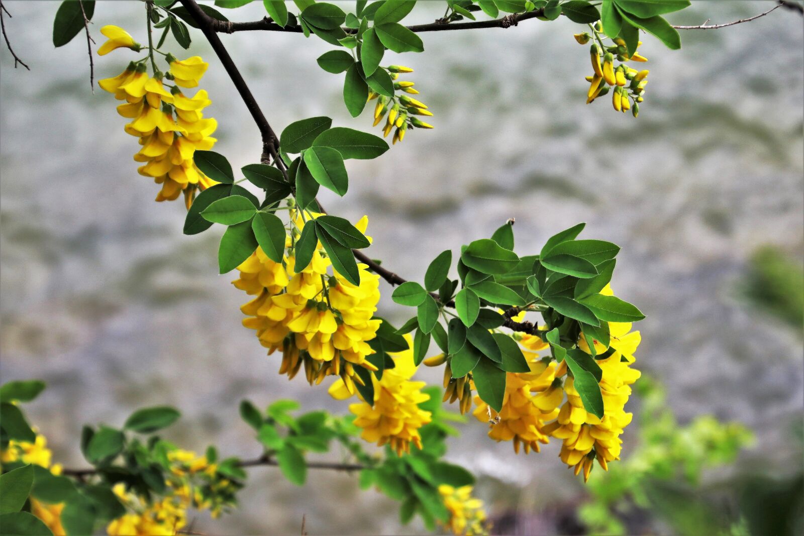 Canon EOS 80D sample photo. Plant, wisteria, nature photography